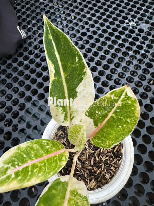 Aglaonema Donacarmen Variegated