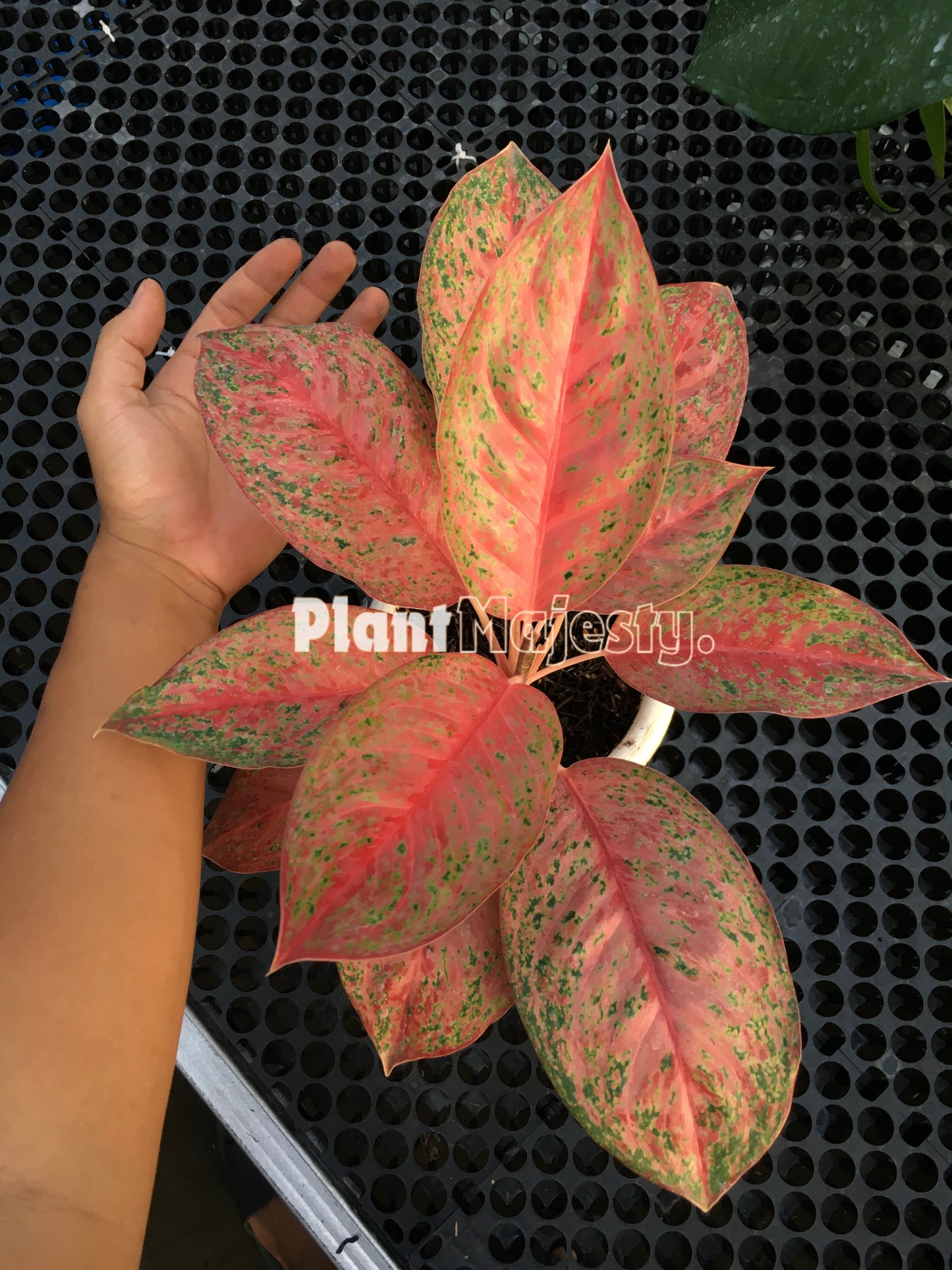 Aglaonema Sexylia, live aglaonema Sexylia , live aglaonema Sexylia plants, rare aglaonema Sexylia, rare aglaonema Sexylia live plants, tropical aglaonema Sexylia live plants, wholesale aglaonema Sexylia , outdoor plant, indoor plants, winter plants, summer plants, spring plants, houseplants, rare aglaonema Sexylia live plants, live aglaonema Sexylia rare plants