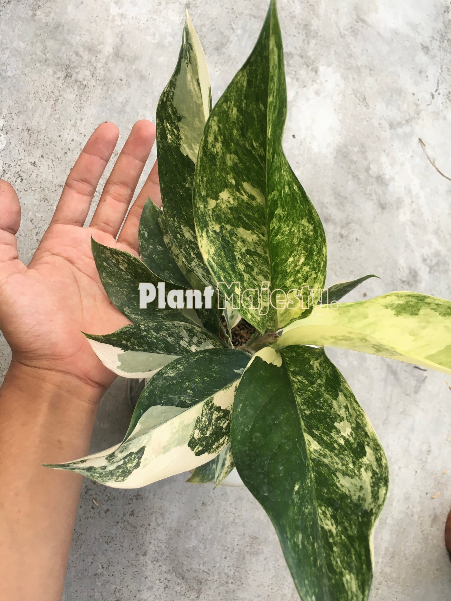 Aglaonema Siam Jade Variegated, live aglaonema Siam Jade Variegated, live aglaonema Siam Jade Variegated plants, rare aglaonema Siam Jade Variegated, rare aglaonema Siam Jade Variegated live plants, tropical aglaonema Siam Jade Variegated live plants, wholesale aglaonema Siam Jade Variegated , outdoor plant, indoor plants, winter plants, summer plants, spring plants, houseplants, rare aglaonema Siam Jade Variegated live plants, live aglaonema Siam Jade Variegated rare plants