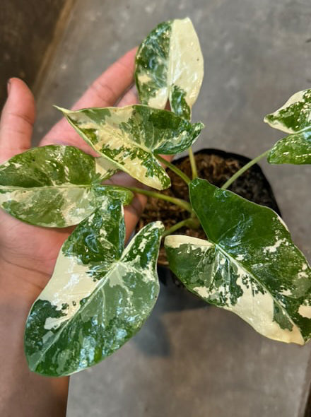 Alocasia Macrorrhiza Variegated