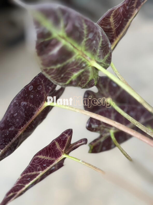 Alocasia bambino, live Alocasia bambino, live Alocasia bambino plants, rare Alocasia bambino, rare Alocasia bambino live plants, tropical Alocasia bambino live plants, wholesale Alocasia bambino, outdoor plant, indoor plants, winter plants, summer plants, spring plants, houseplants, rare Alocasia bambino live plants, live Alocasia bambino rare plants