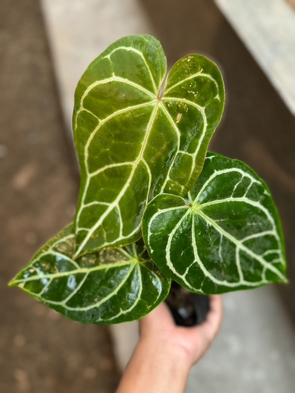 Anthurium Crystallinum