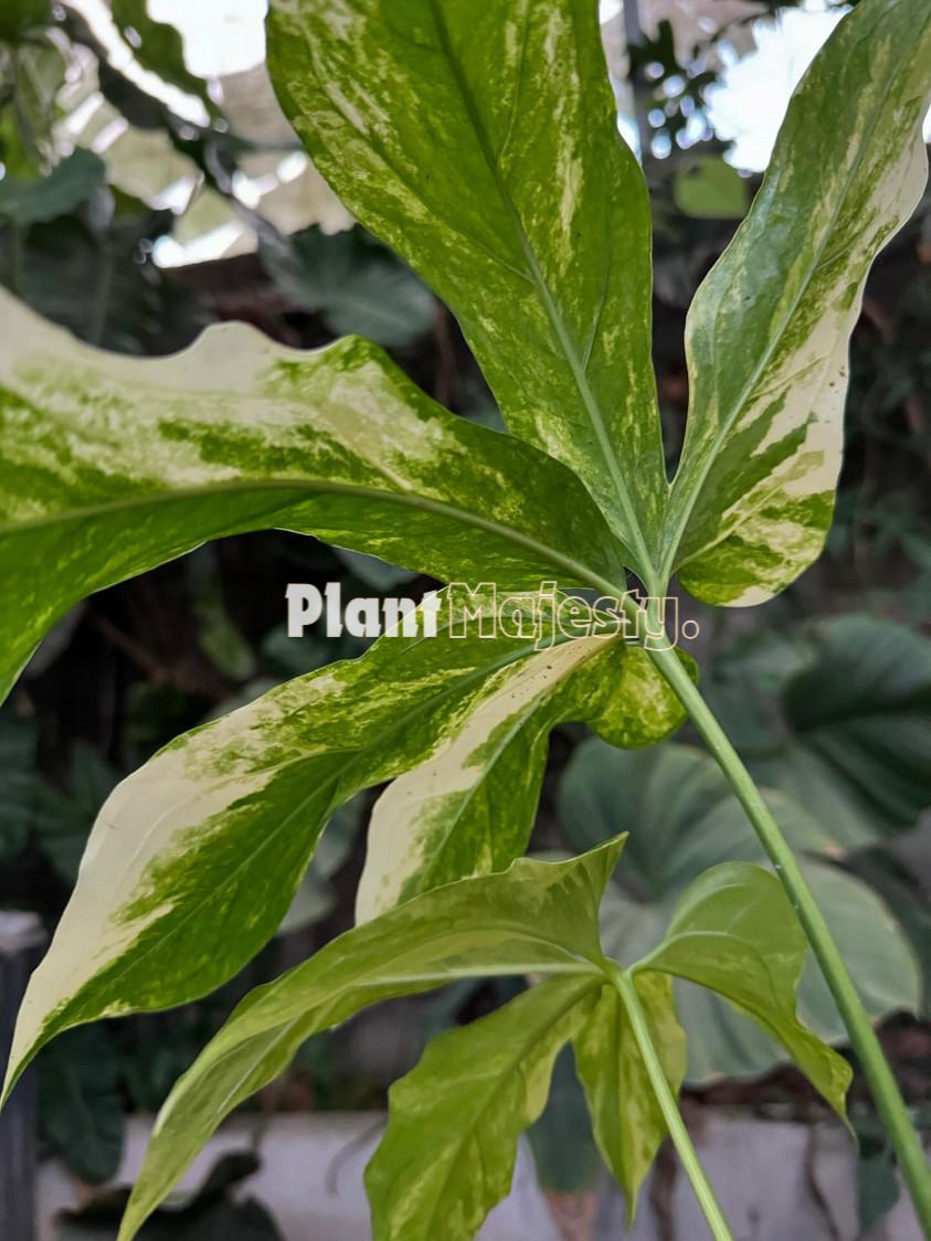Anthurium Clavigerum Variegtaed, wholesale plants, live anthurium Clavigerum Variegtaed plants, live anthurium Clavigerum Variegtaed, rare anthurium Clavigerum Variegtaed , rare plants, tropical plants, houseplants, indoor plants, outdoor plants, anthurium Clavigerum Variegtaed plants, hybrid plants, anthurium Clavigerum Variegtaed plants
