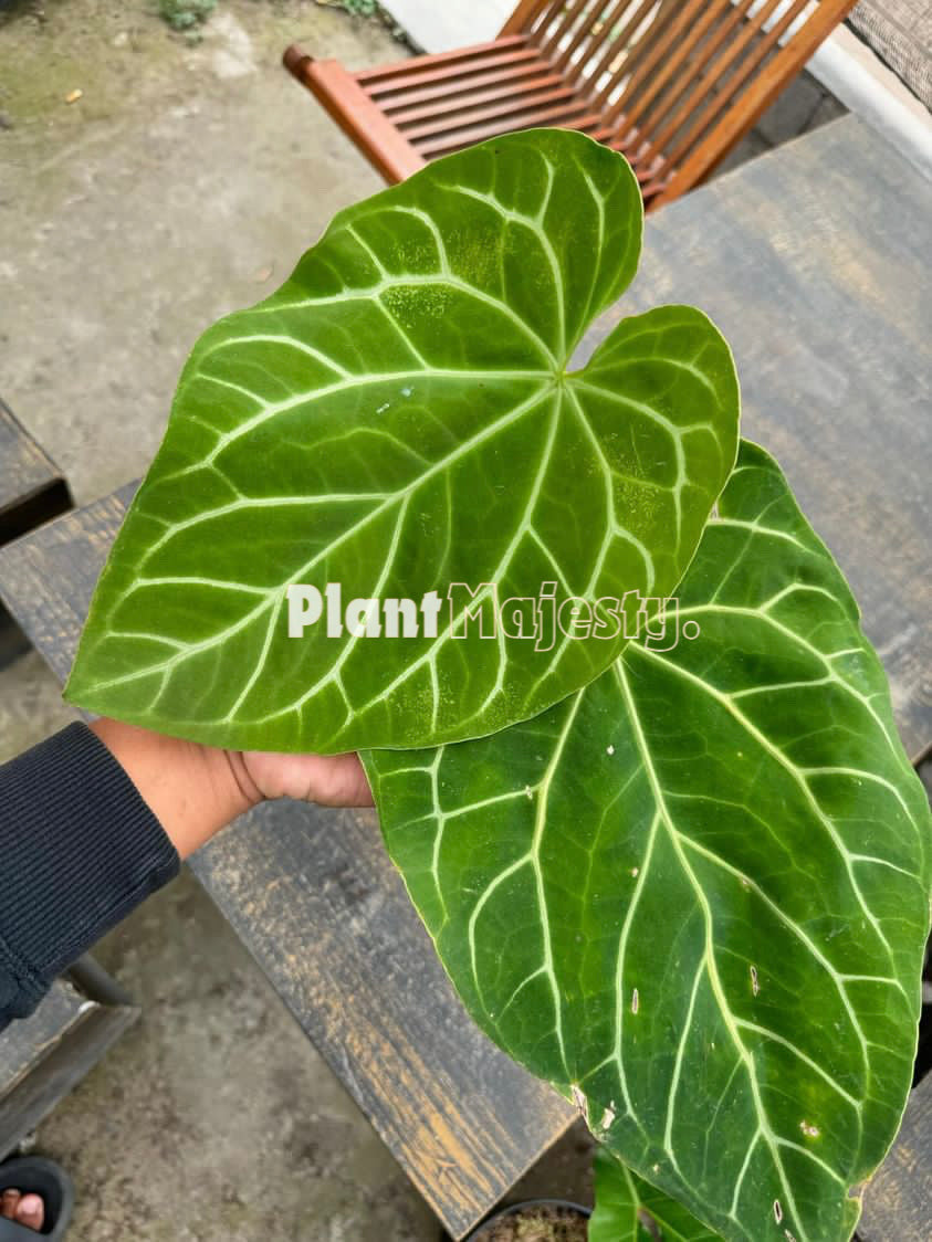 Anthurium Crystallinum Dragon Flame Medium, wholesale plants, live anthurium Crystallinum Dragon Flame Medium plants, live anthurium Crystallinum Dragon Flame Medium, rare anthurium Crystallinum Dragon Flame Medium, rare plants, tropical plants, houseplants, indoor plants, outdoor plants, anthurium Crystallinum Dragon Flame Medium plants, hybrid plants, anthurium Crystallinum Dragon Flame Medium plants