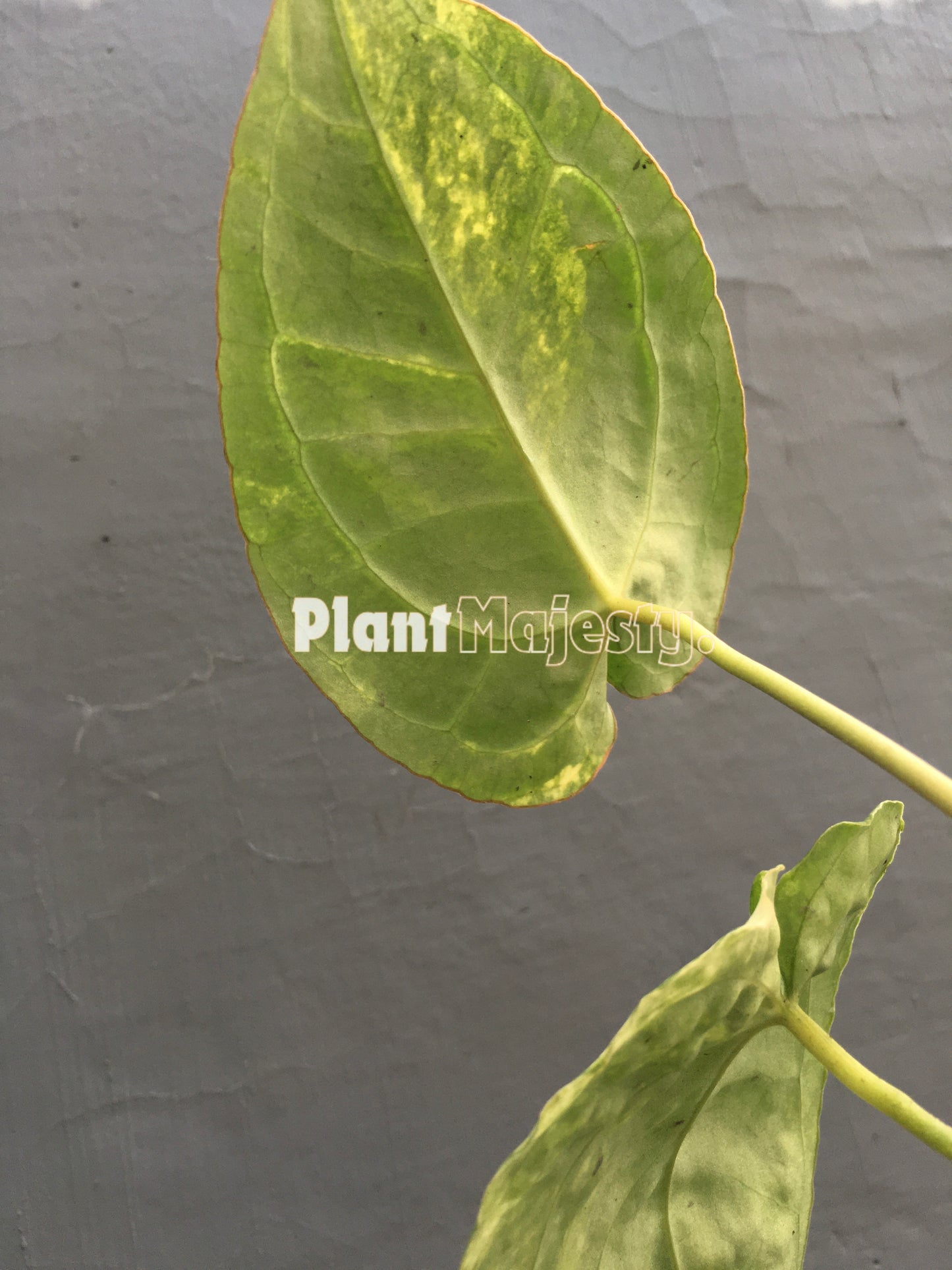 Anthurium Crystallinum Variegated, wholesale plants, live anthurium Crystallinum Variegated plants, live anthurium Crystallinum Variegated, rare anthurium Crystallinum Variegated, rare plants, tropical plants, houseplants, indoor plants, outdoor plants, anthurium Crystallinum Variegated plants, hybrid plants, anthurium Crystallinum Variegated plants