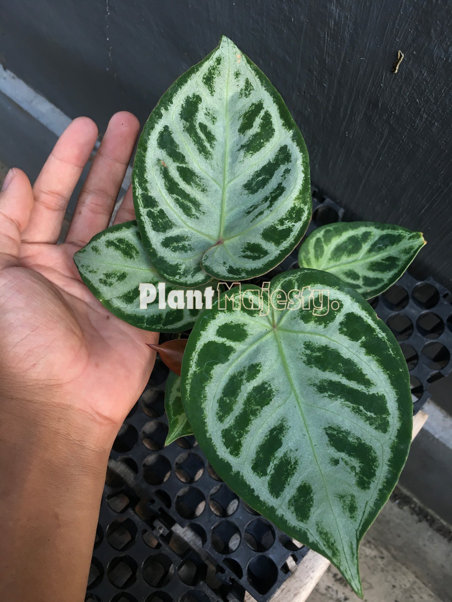 Anthurium Dorayaki Silver Blush, wholesale plants, live anthurium Dorayaki Silver Blush, live anthurium Dorayaki Silver Blush, rare anthurium Dorayaki Silver Blush, rare plants, tropical plants, houseplants, indoor plants, outdoor plants, anthurium Dorayaki Silver Blush plants, hybrid plants, anthurium Dorayaki Silver Blush plants