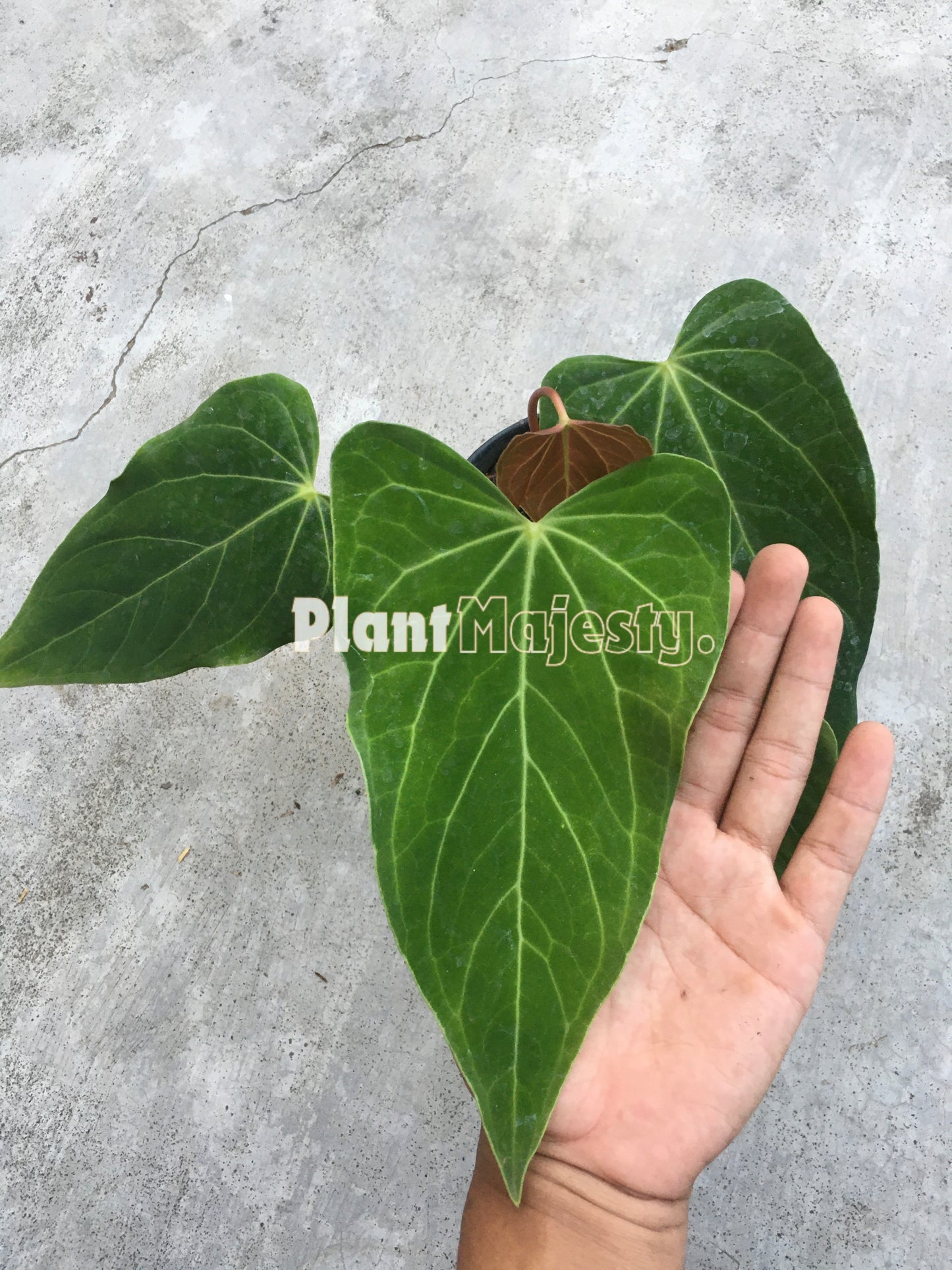 Anthurium Green Mamba, wholesale plants, live anthurium Green Mamba, live anthurium Green Mamba, rare anthurium Green Mamba, rare plants, tropical plants, houseplants, indoor plants, outdoor plants, anthurium Green Mamba plants, hybrid plants, anthurium Green Mamba plants