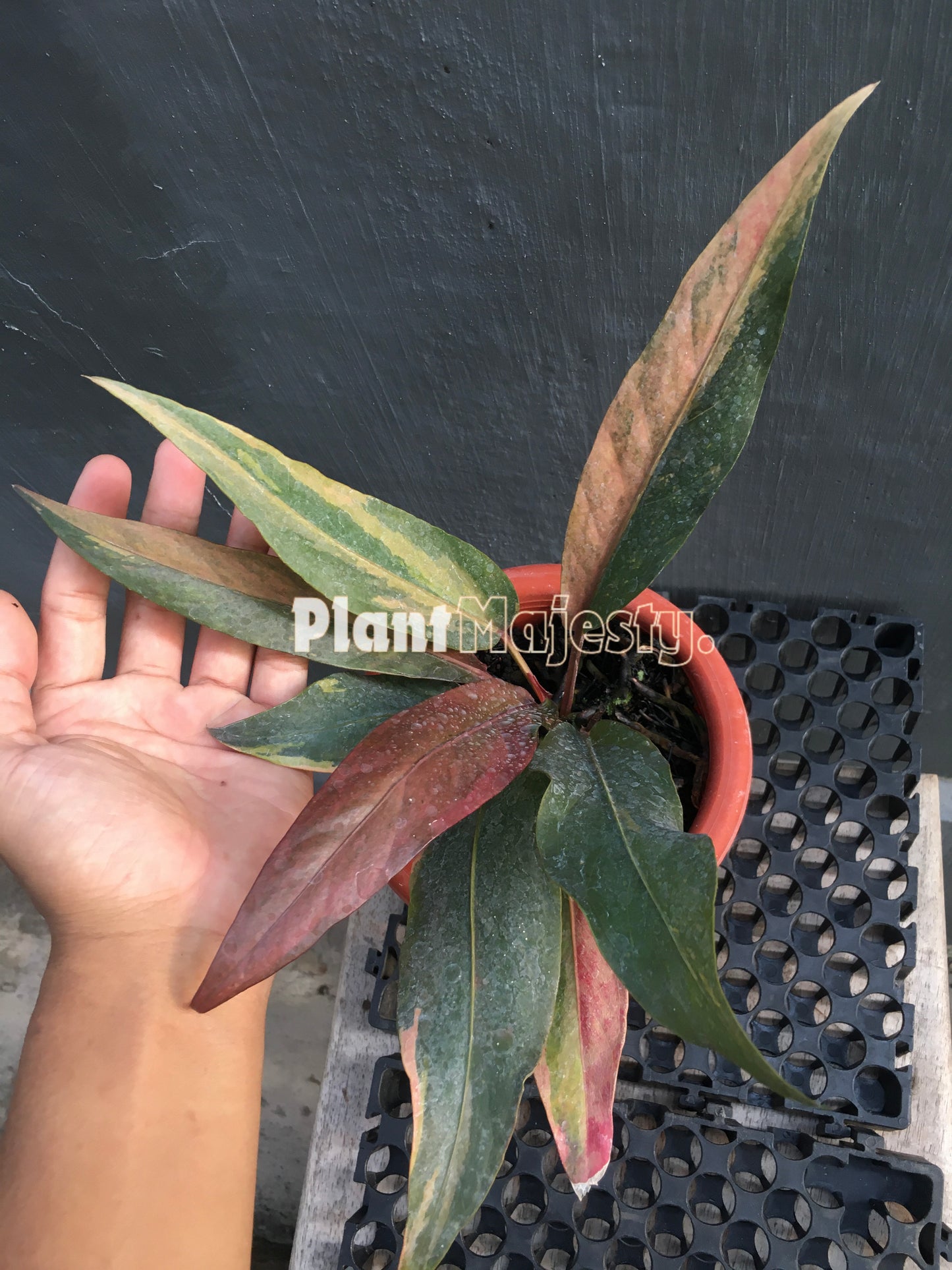 Anthurium Hokeri Pink, wholesale plants, live anthurium Hokeri Pink, live anthurium Hokeri Pink, rare anthurium Hokeri Pink, rare plants, tropical plants, houseplants, indoor plants, outdoor plants, anthurium Hokeri Pink plants, hybrid plants, anthurium Hokeri Pink plants