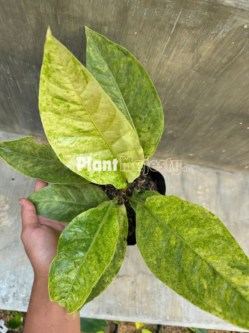Anthurium Hokeri Variegated Mint, wholesale plants, live anthurium Hokeri Variegated Mint plants, live anthurium Hokeri Variegated Mint , rare anthurium Hokeri Variegated Mint, rare plants, tropical plants, houseplants, indoor plants, outdoor plants, anthurium Hokeri Variegated Mint live plants, hybrid plants, anthurium Hokeri Variegated Mint hybrid plants