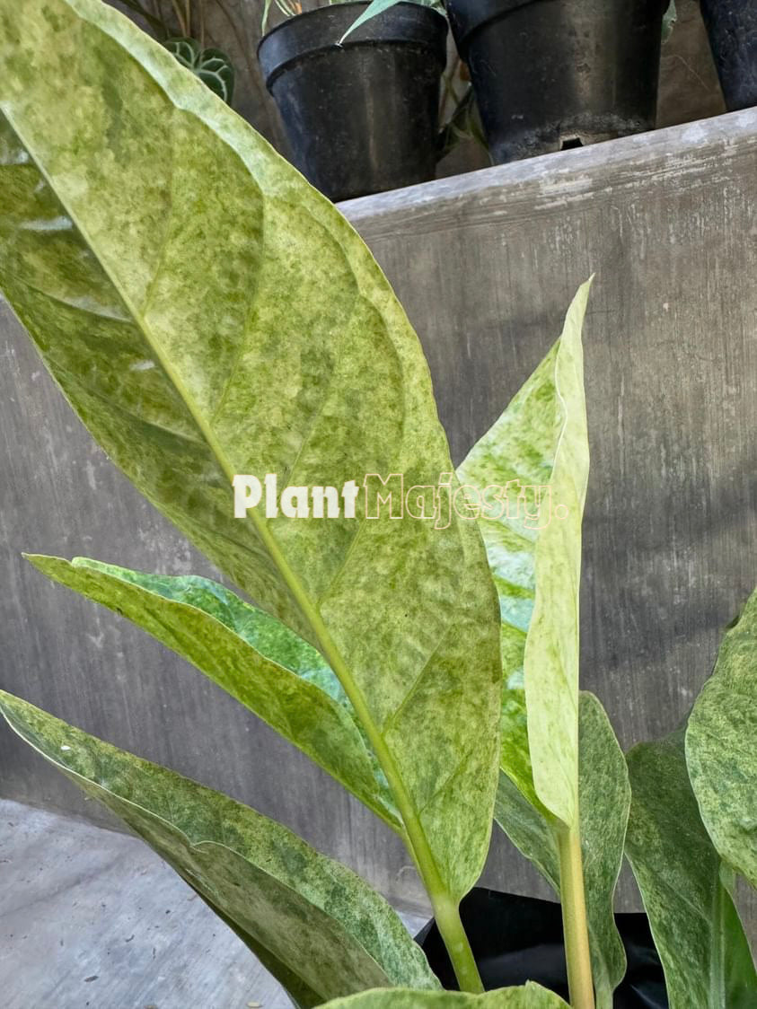 Anthurium Hokeri Variegated Mint, wholesale plants, live anthurium Hokeri Variegated Mint plants, live anthurium Hokeri Variegated Mint , rare anthurium Hokeri Variegated Mint, rare plants, tropical plants, houseplants, indoor plants, outdoor plants, anthurium Hokeri Variegated Mint live plants, hybrid plants, anthurium Hokeri Variegated Mint hybrid plants