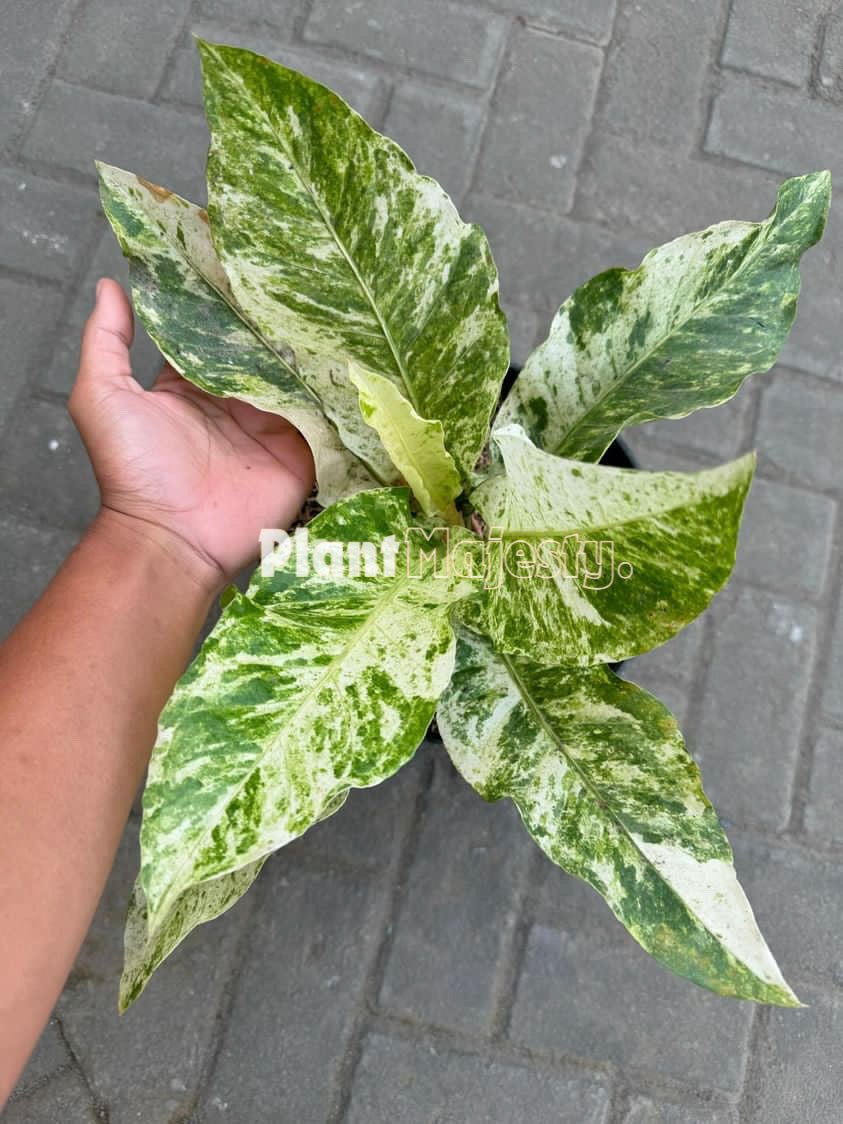Anthurium Hokeri Variegated, wholesale plants, live anthurium Hokeri Variegated, live anthurium Hokeri Variegated, rare anthurium Hokeri Variegated, rare plants, tropical plants, houseplants, indoor plants, outdoor plants, anthurium Hokeri Variegated plants, hybrid plants, anthurium Hokeri Variegated plants