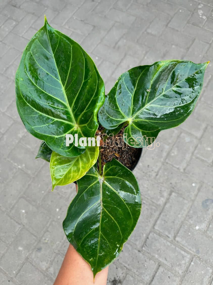 Anthurium Hokerii x Anthurium Magnificum Hybrid, wholesale plants, live anthurium Hokerii x Anthurium Magnificum Hybrid plants, live anthurium Hokerii x Anthurium Magnificum Hybrid, rare anthurium Hokerii x Anthurium Magnificum Hybrid, rare plants, tropical plants, houseplants, indoor plants, outdoor plants, anthurium Hokerii x Anthurium Magnificum Hybrid live plants, hybrid plants, anthurium Hokerii x Anthurium Magnificum Hybrid hybrid plants