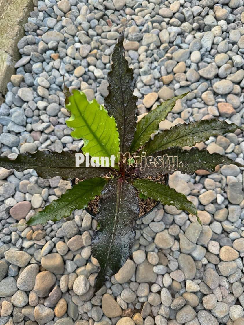 Anthurium Plowmani X Anthurium Hokeri Black, wholesale plants, live anthurium Plowmani X Anthurium Hokeri Black plants, live anthurium Plowmani X Anthurium Hokeri Black, rare anthurium Plowmani X Anthurium Hokeri Black , rare plants, tropical plants, houseplants, indoor plants, outdoor plants, anthurium Plowmani X Anthurium Hokeri Black live plants, hybrid plants, anthurium Plowmani X Anthurium Hokeri Black hybrid plants