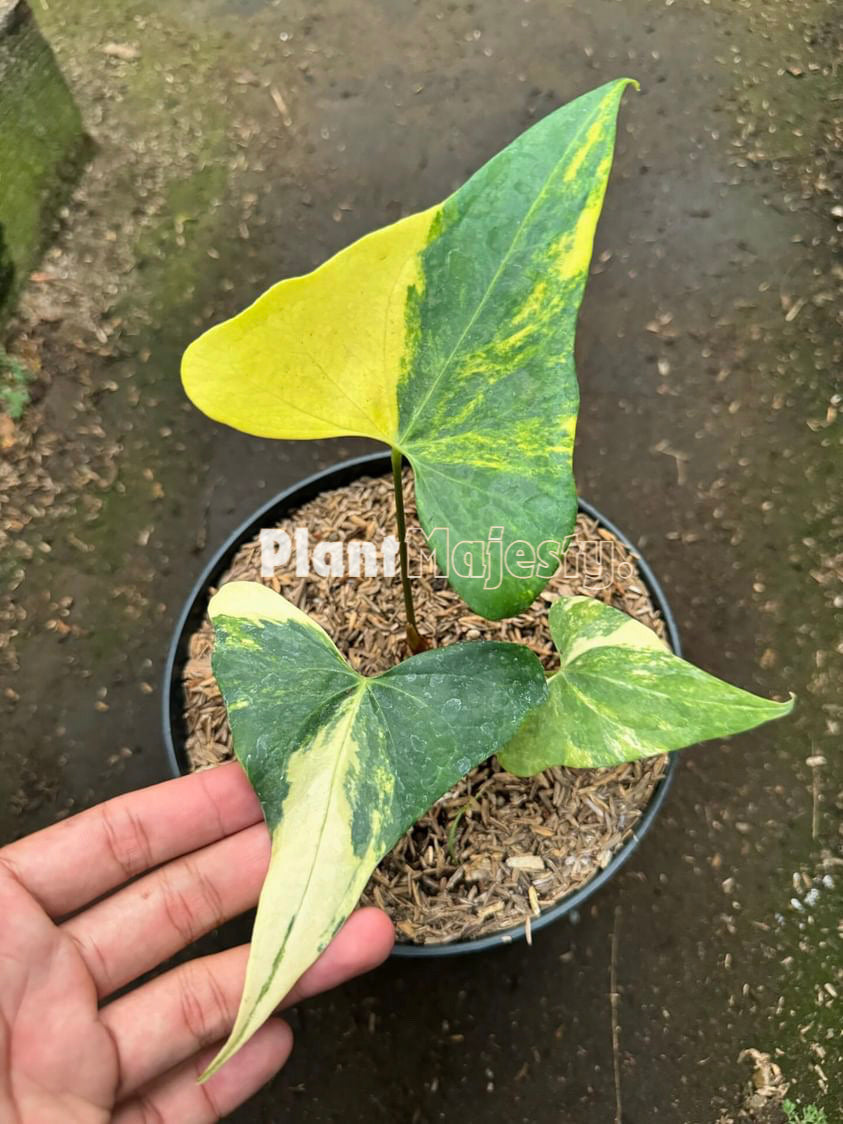 Anthurium Pterodactyl Variegated, wholesale plants, live anthurium Pterodactyl Variegated plants, live anthurium Pterodactyl Variegated, rare anthurium Pterodactyl Variegated, rare plants, tropical plants, houseplants, indoor plants, outdoor plants, anthurium Pterodactyl Variegated live plants, hybrid plants, anthurium Pterodactyl Variegated plants