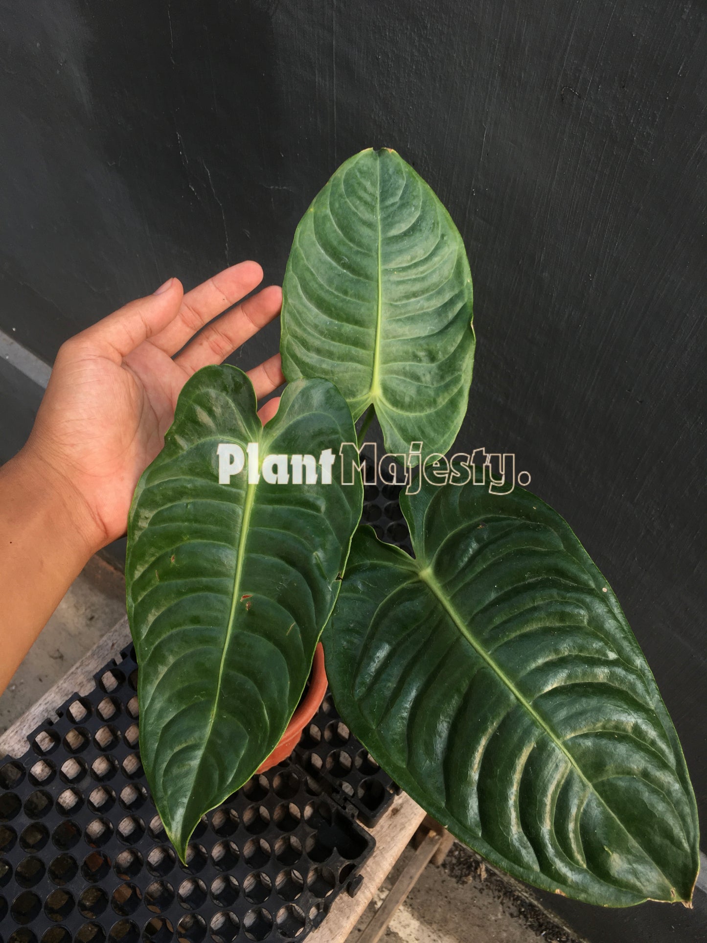 Anthurium Veitchii, wholesale plants, live anthurium Veitchii plants, live anthurium Veitchii, rare anthurium Veitchii , rare plants, tropical plants, houseplants, indoor plants, outdoor plants, anthurium Veitchii live plants, hybrid plants, anthurium Veitchii plants