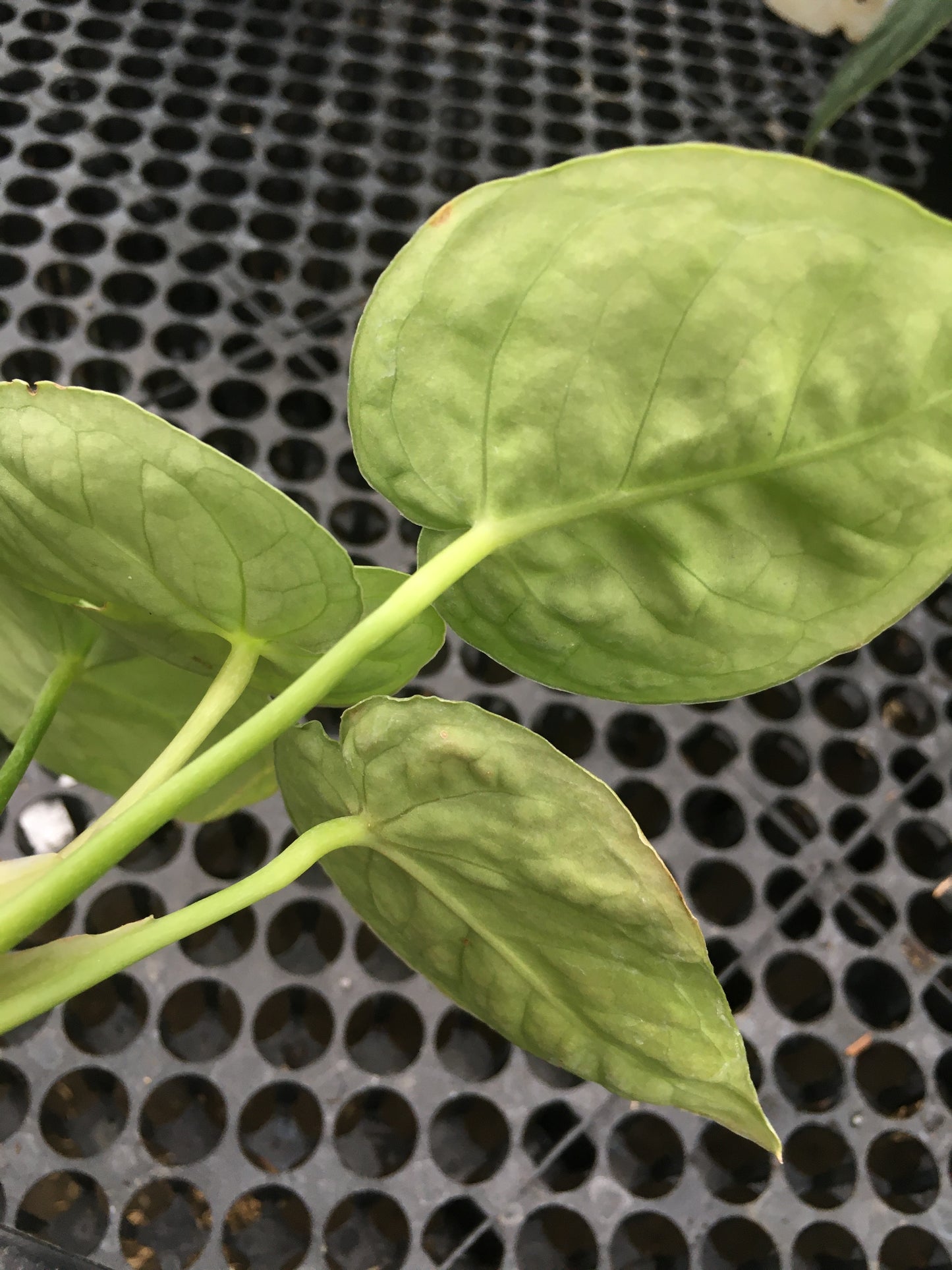 Anthurium Dorayaki Silver Medium, wholesale plants, live anthurium Dorayaki Silver Medium, live anthurium Dorayaki Silver Medium, rare anthurium Dorayaki Silver Medium, rare plants, tropical plants, houseplants, indoor plants, outdoor plants, anthurium Dorayaki Silver Medium plants, hybrid plants, anthurium Dorayaki Silver Medium plants