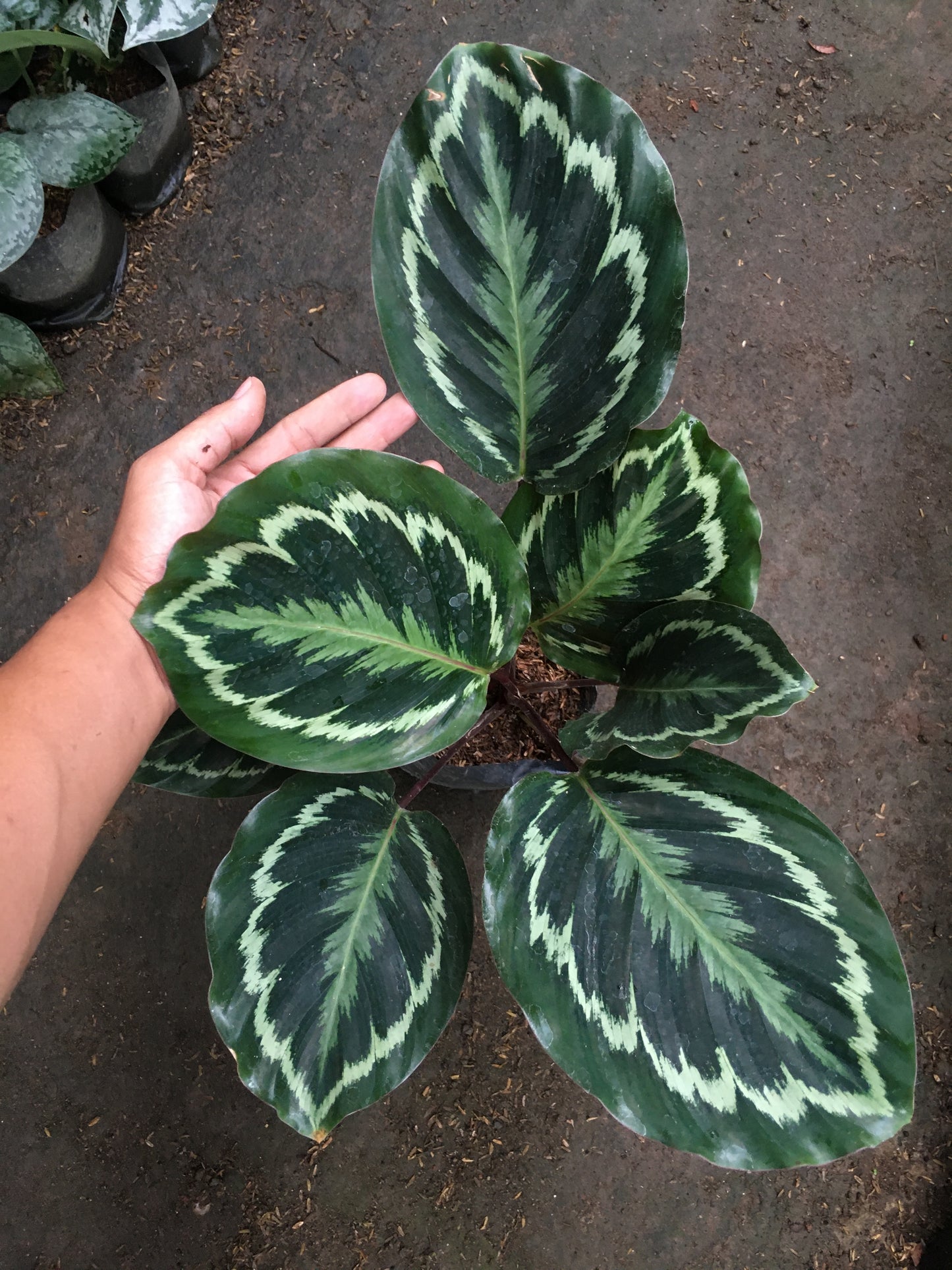 Calathea Medallion
