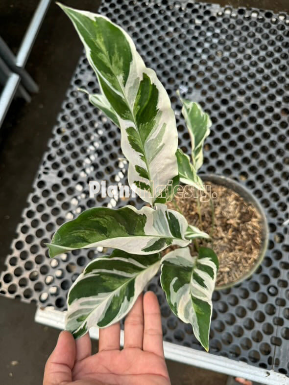 Calathea White Fusion