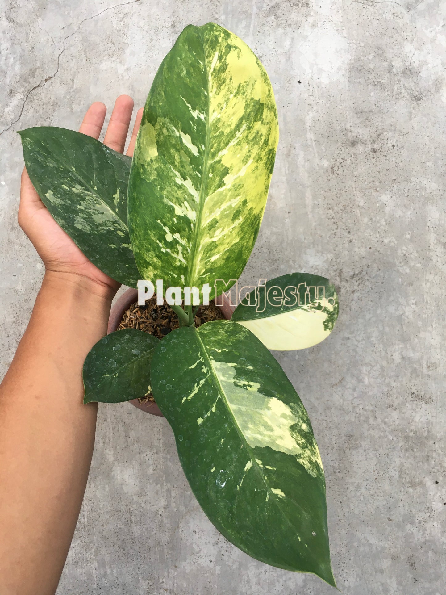 Dieffenbachia Seguine Variegated