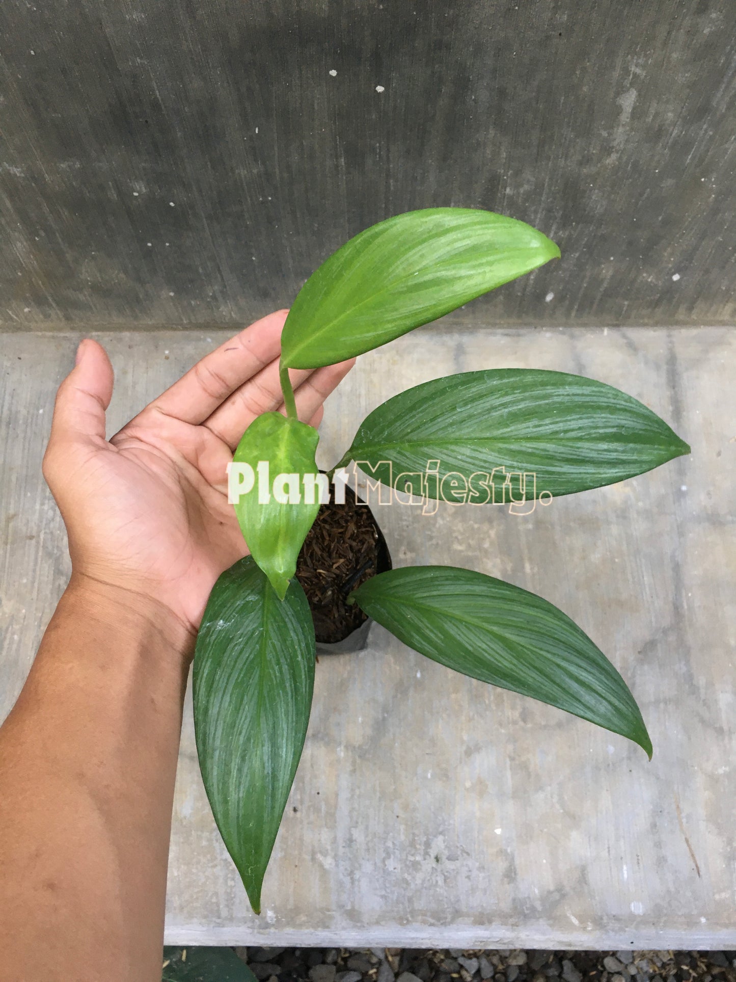 Epipremnum Amplisinum Silver