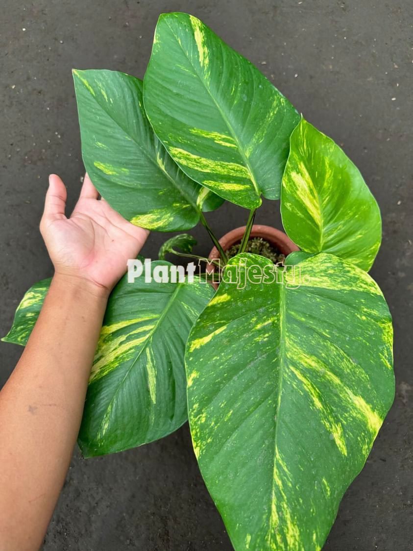 Epipremnum Aureum Marble Golden Queen Large