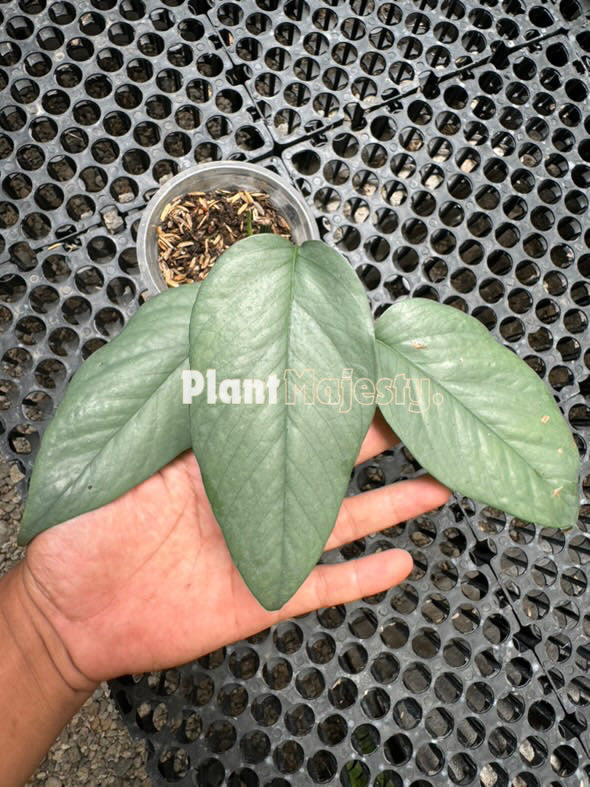 Epipremnum Cebu Blue