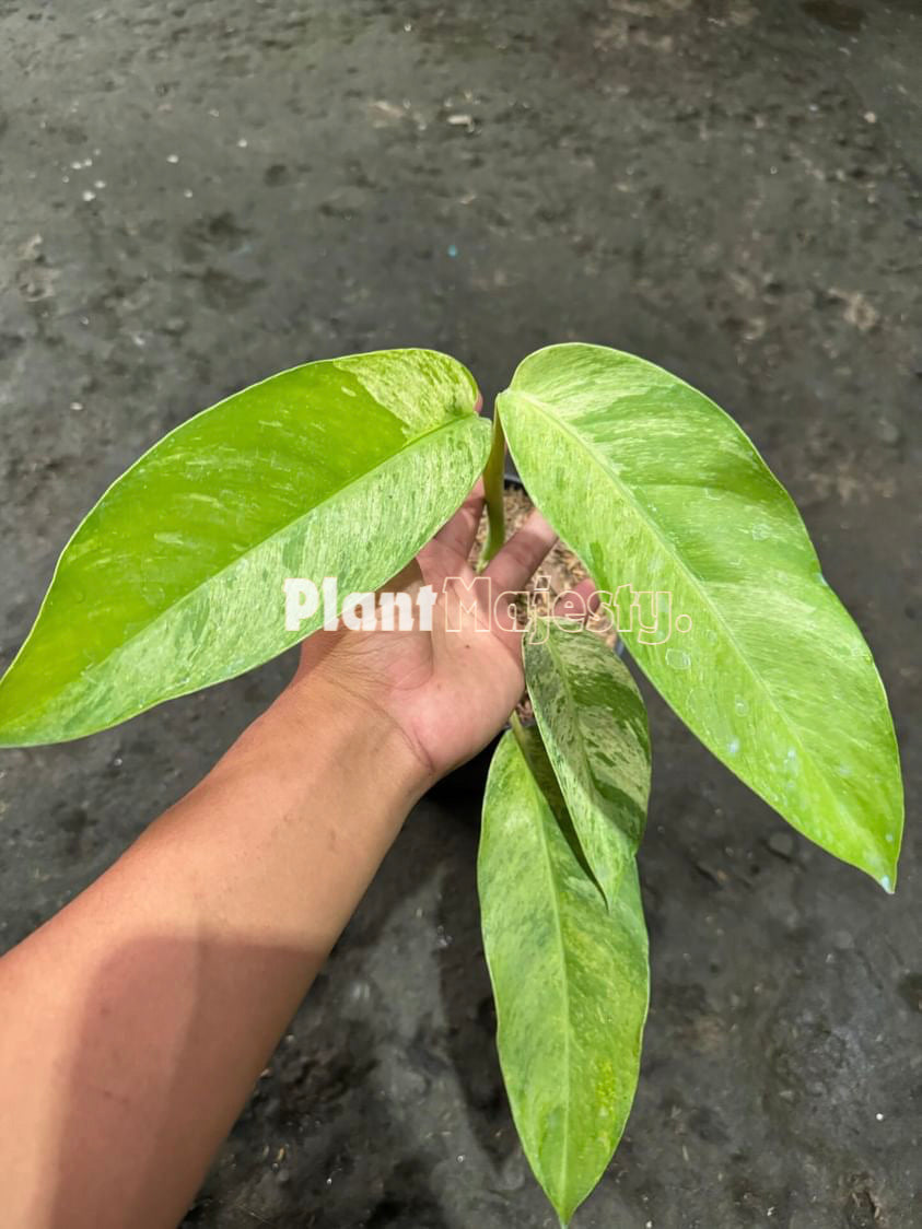 Epipremnum Giganteum Variegated