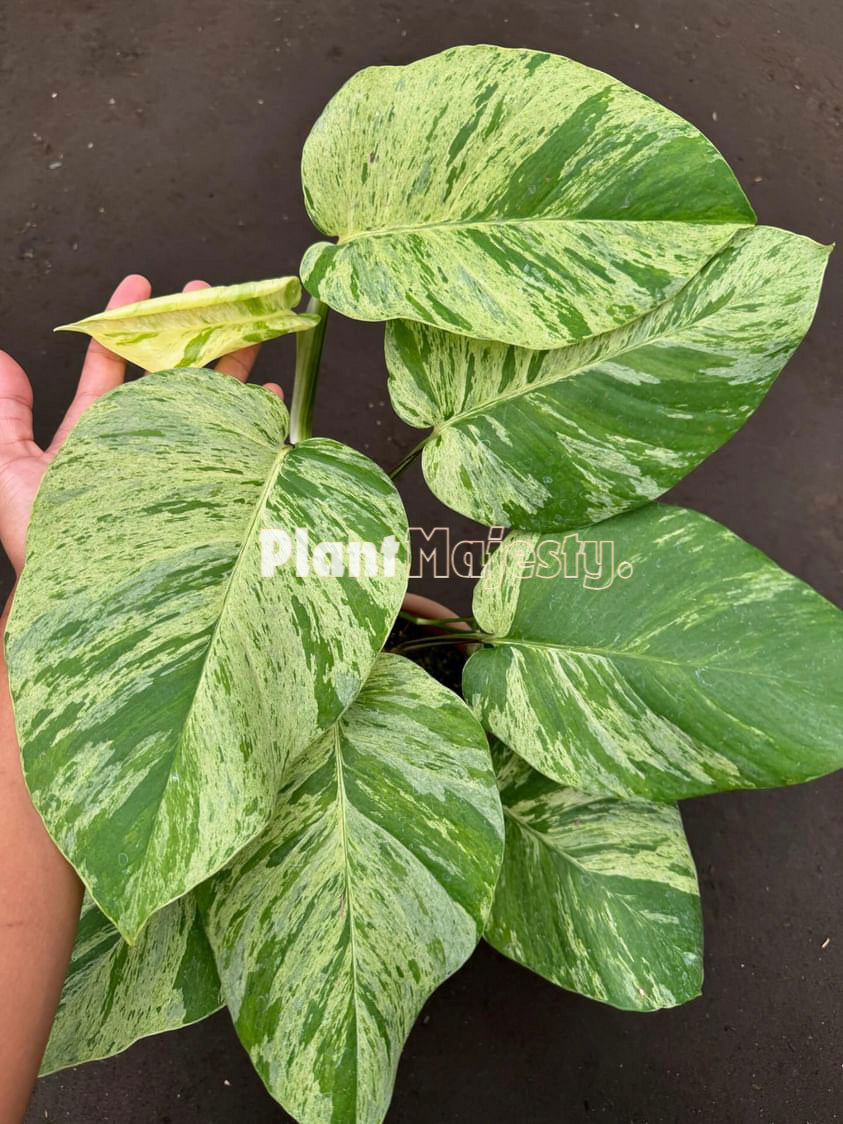 Epipremnum Marble Queen Pothos Large