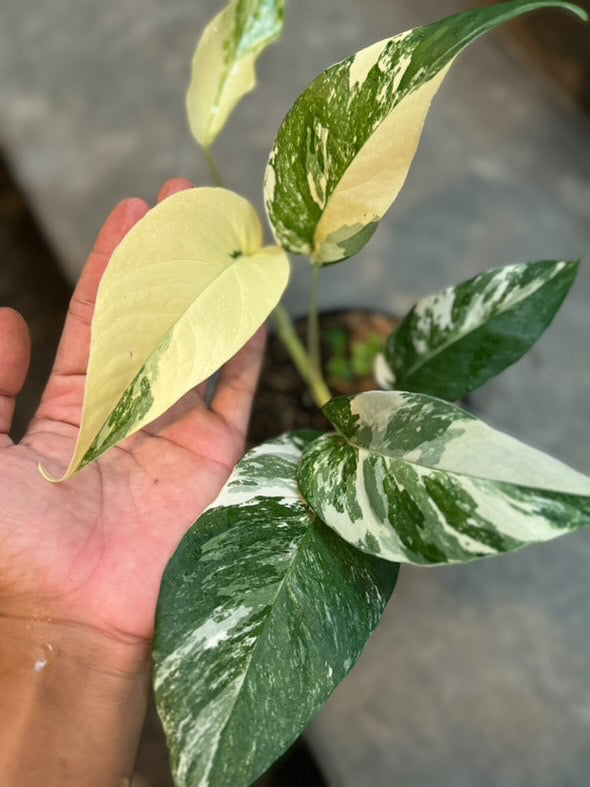 Epipremnum Pinnatum Albo Variegated