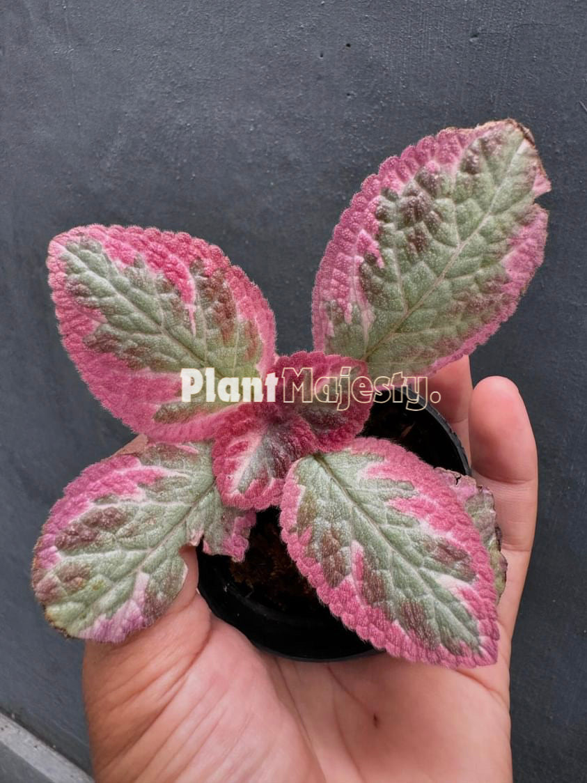 Episcia Cleopatra