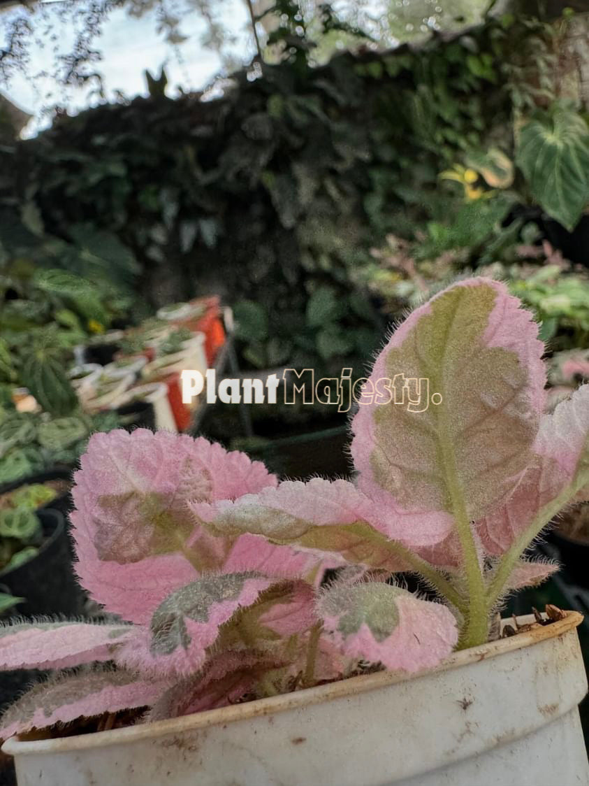 Episcia Pink Smoke