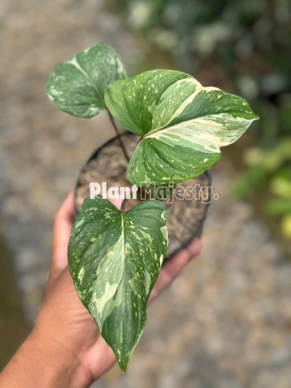 Homalomena Stardust VariegatedHomalomena Stardust Variegated live plants, live plants, Homalomena Stardust Variegated, Homalomena Stardust Variegated plant, rare Homalomena Stardust Variegated, rare plants, popular Homalomena Stardust Variegated, tropical Homalomena Stardust Variegated, wholesale Homalomena Stardust Variegated, wholesale plants, rare plants live