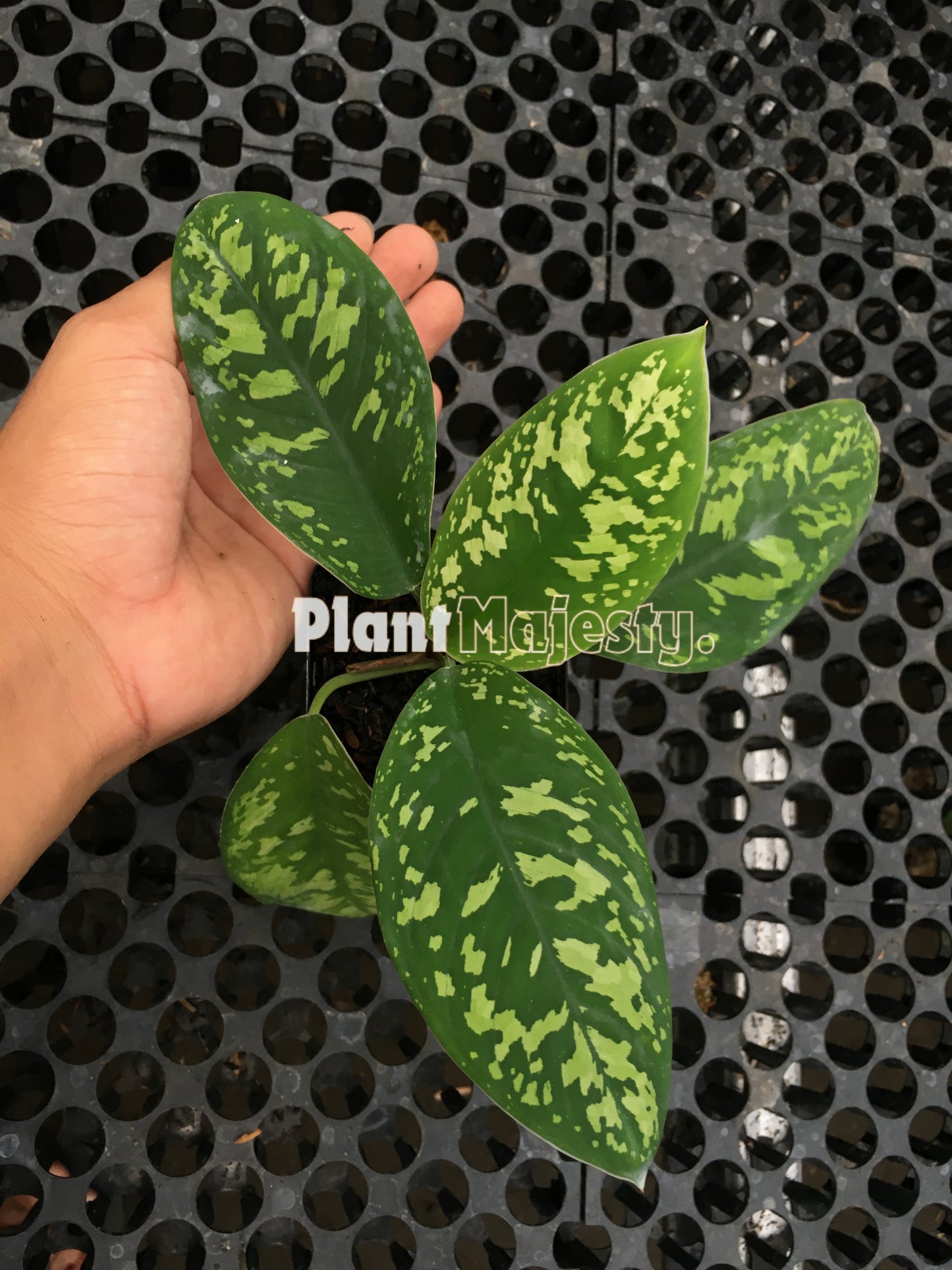 Ejército Sp Homalomena