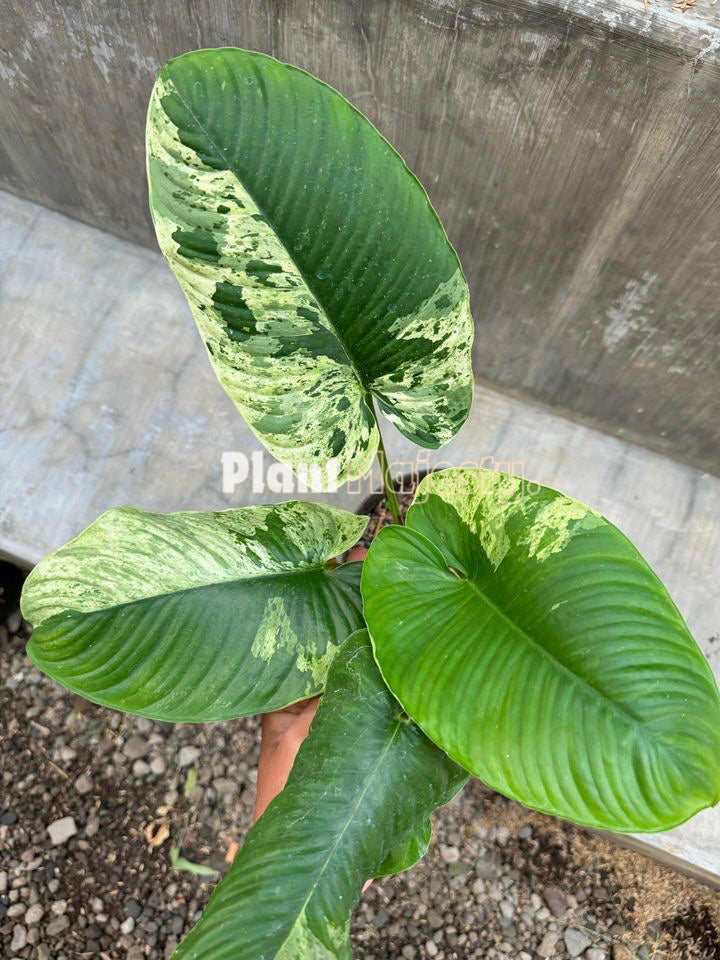 Homalomena Sp Borneo abigarrada