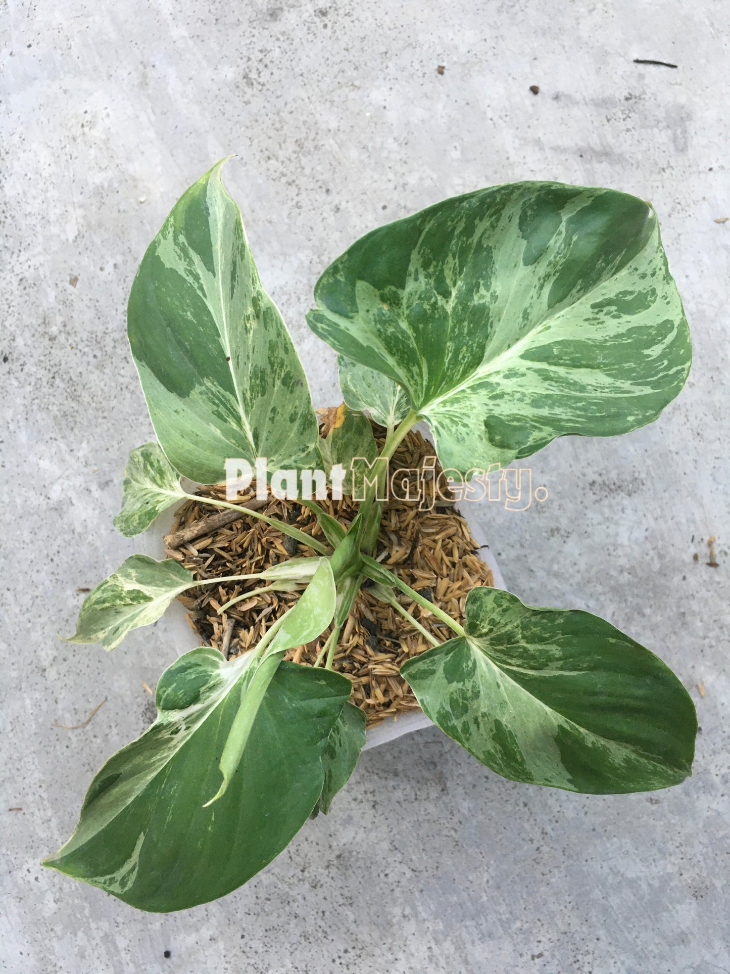 Homalomena abigarrada