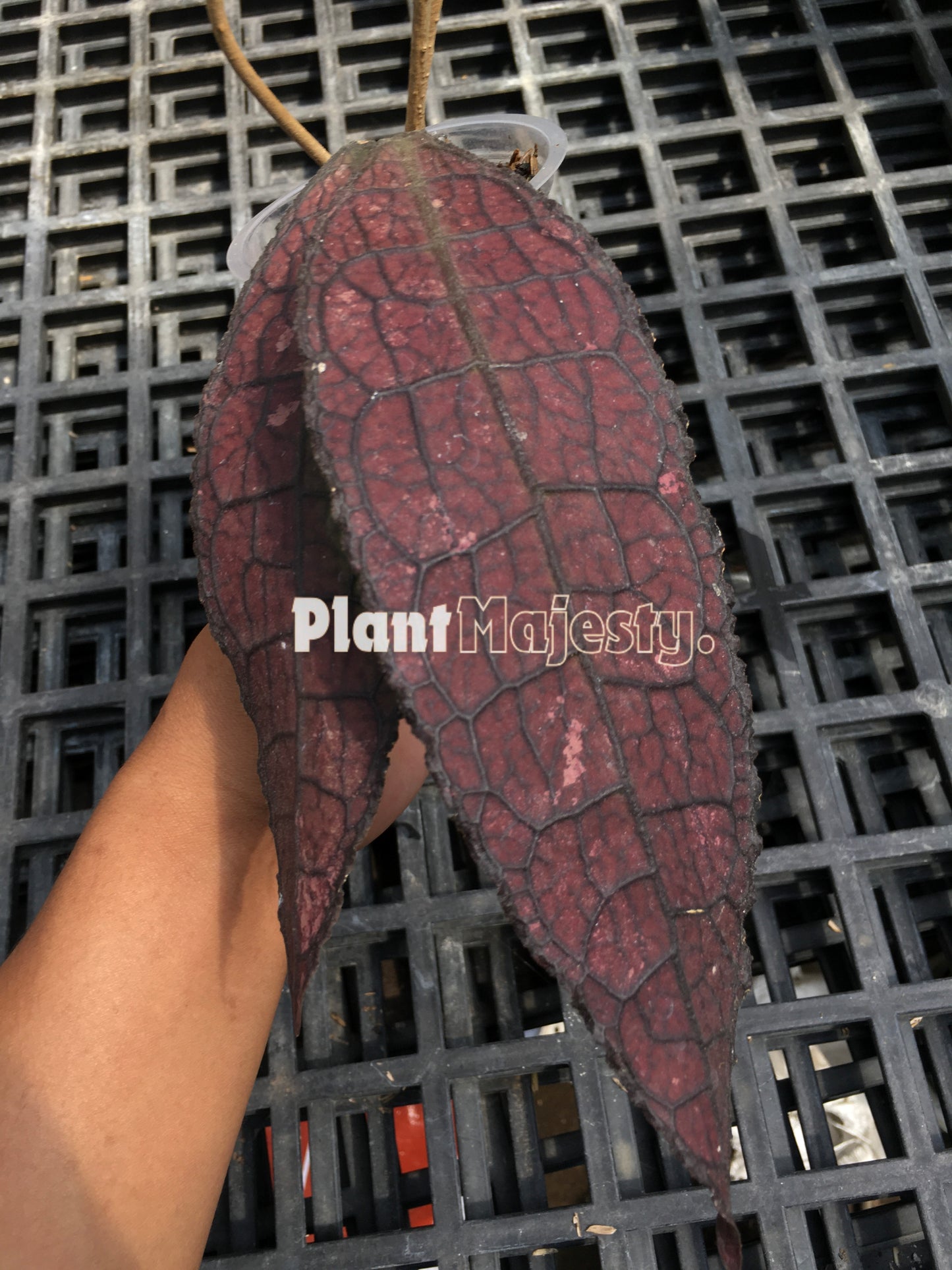 Hoya Clemensiorum Red