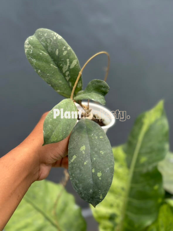 Hoya Finlaysonii