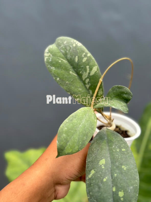 Hoya Finlaysonii