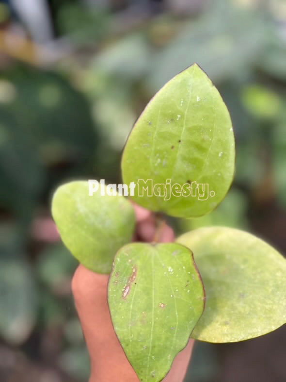 Hoya Glabra
