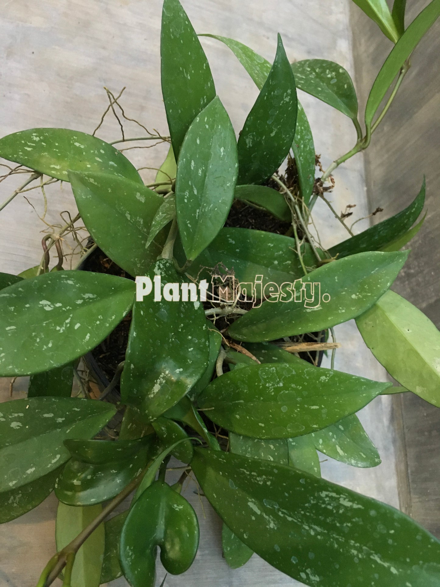 Hoya Pubicalyx Splash