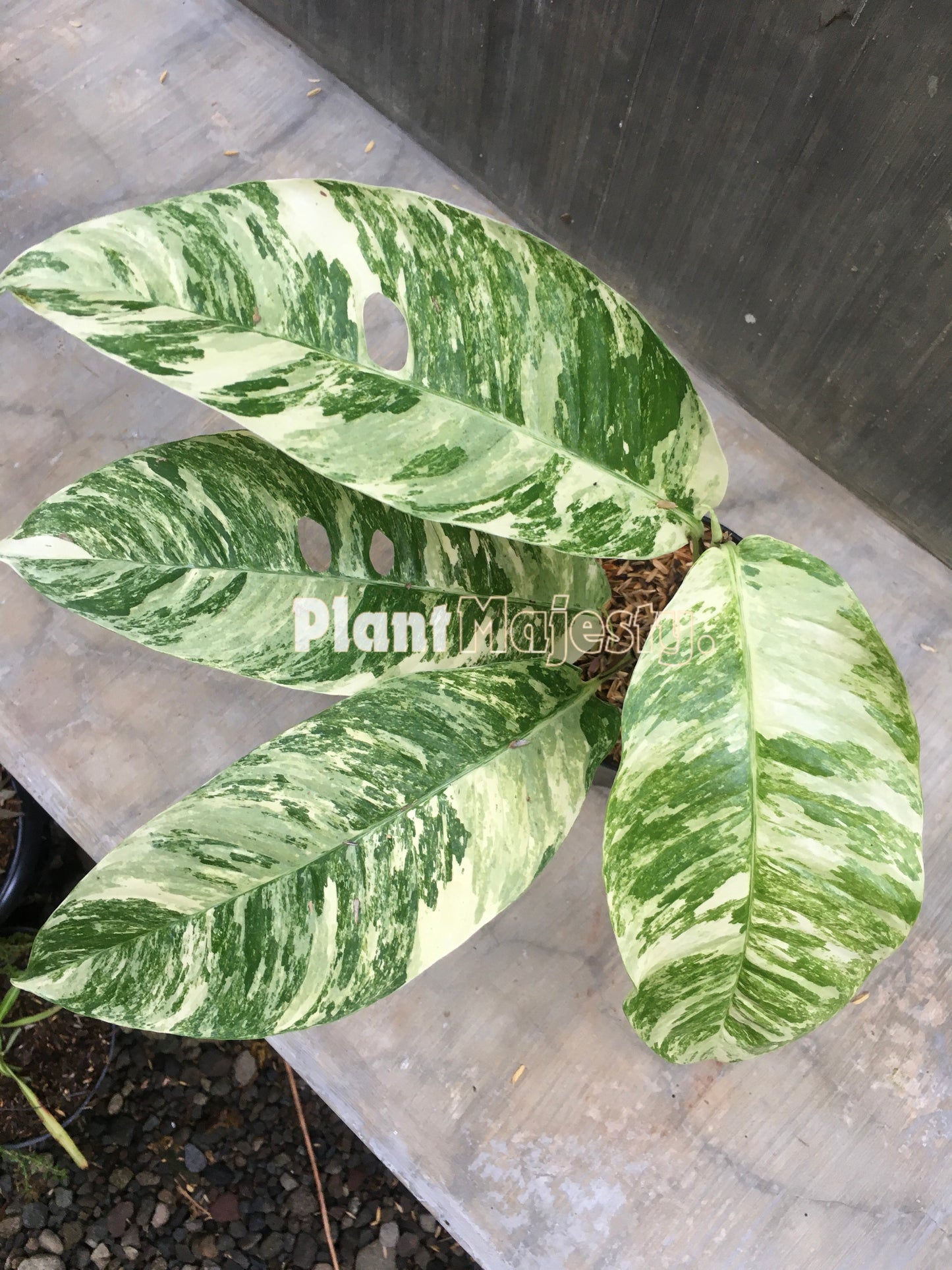 Rhaphidophora Masuwa bunt