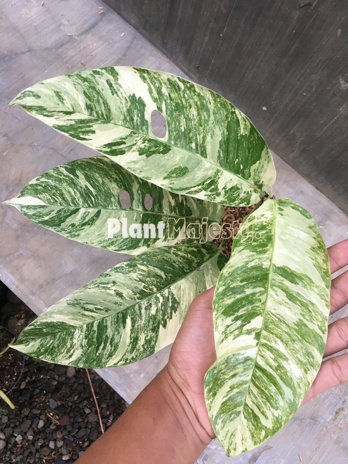 Rhaphidophora Masuwa bunt