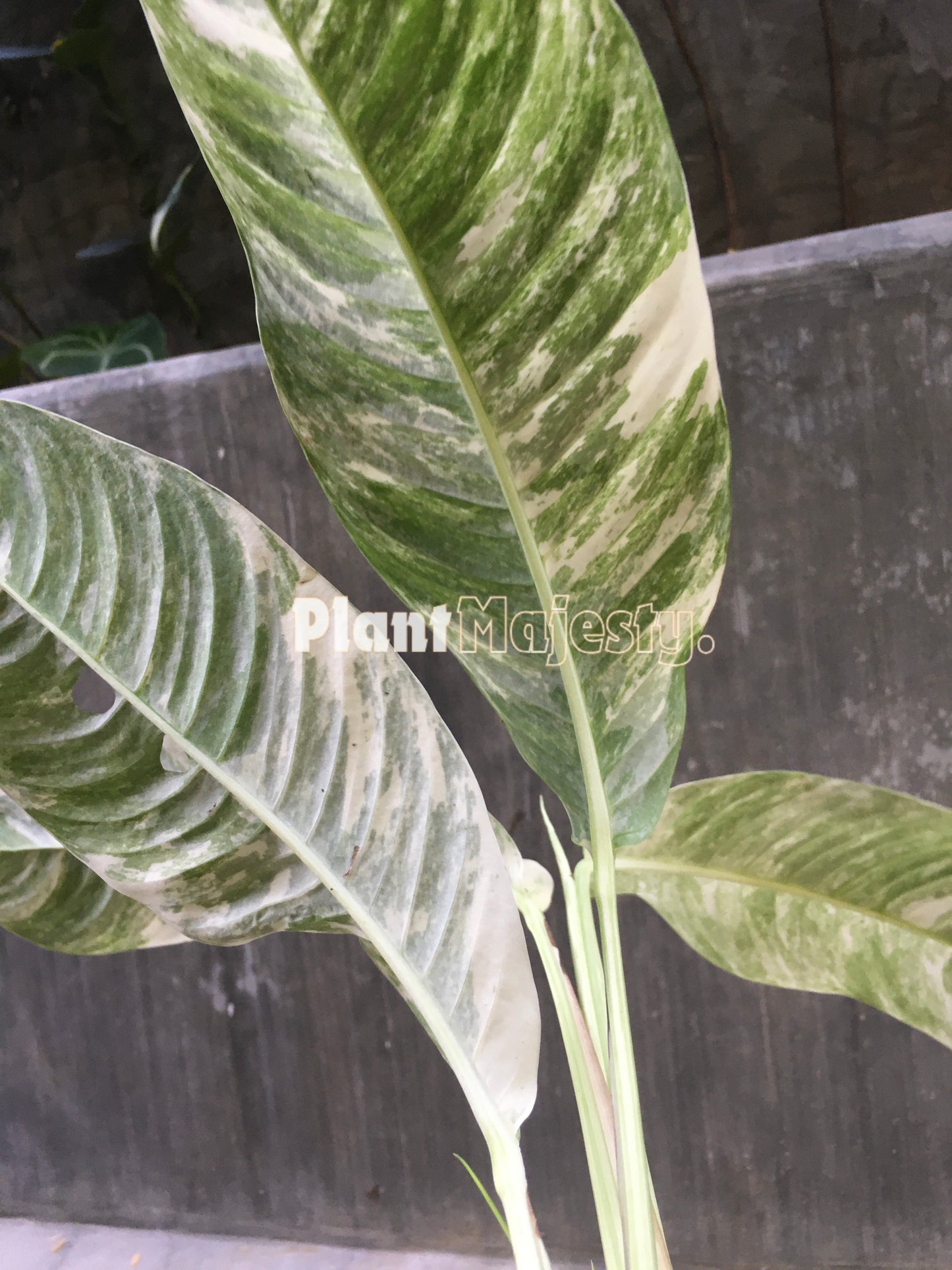 Rhaphidophora Masuwa bunt