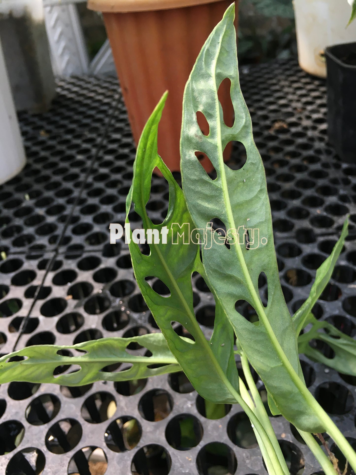 Monstera Obliqua French Guinea