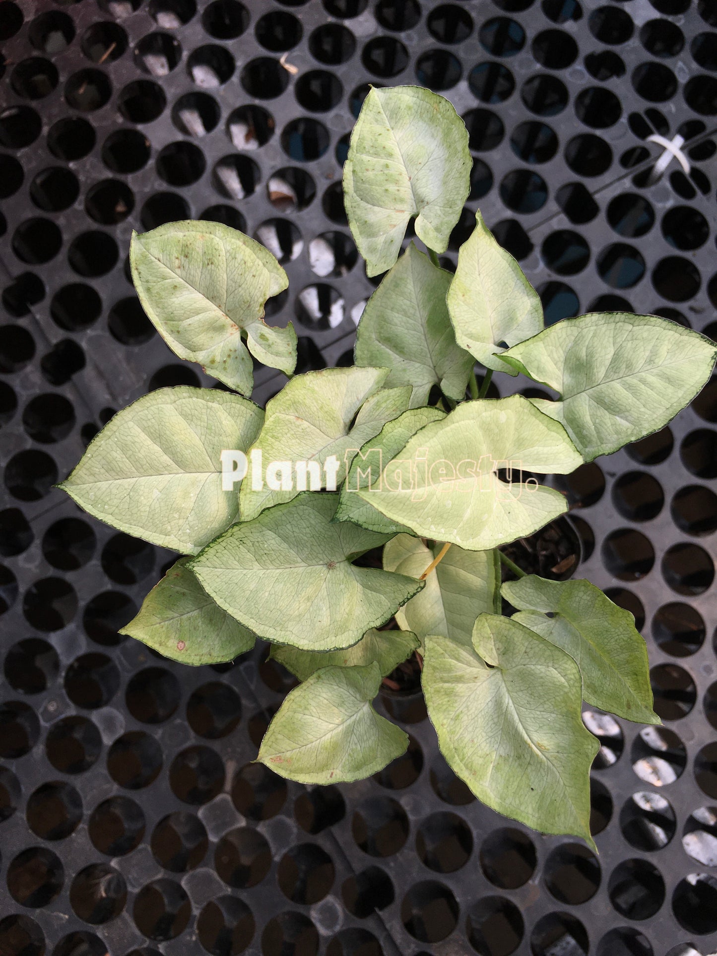 Syngonium Moonshine