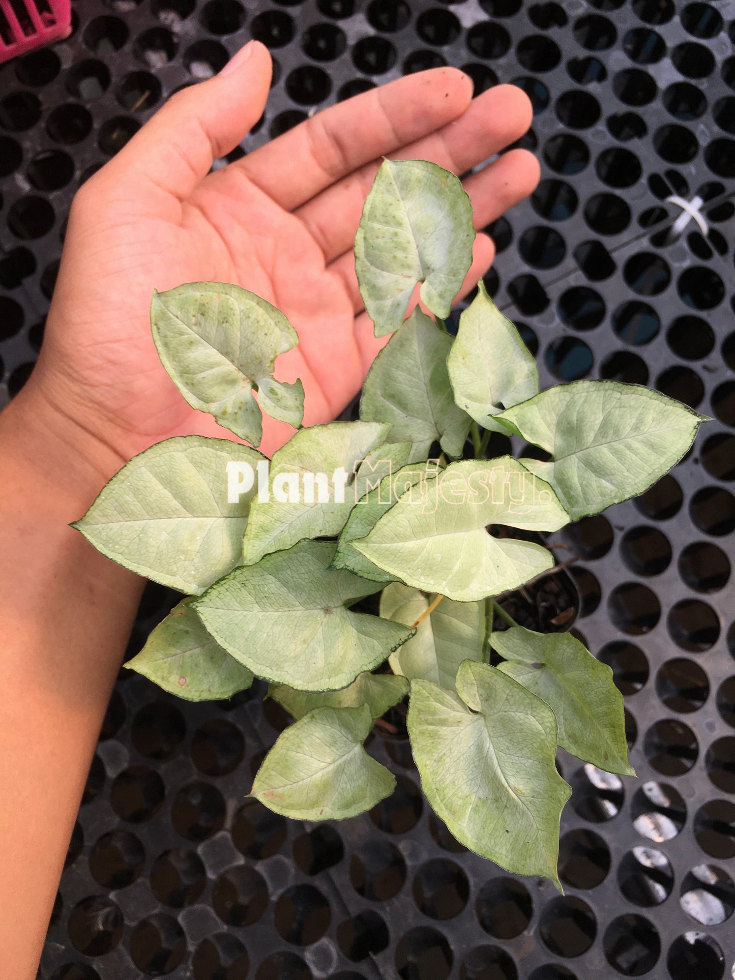 Syngonium Moonshine