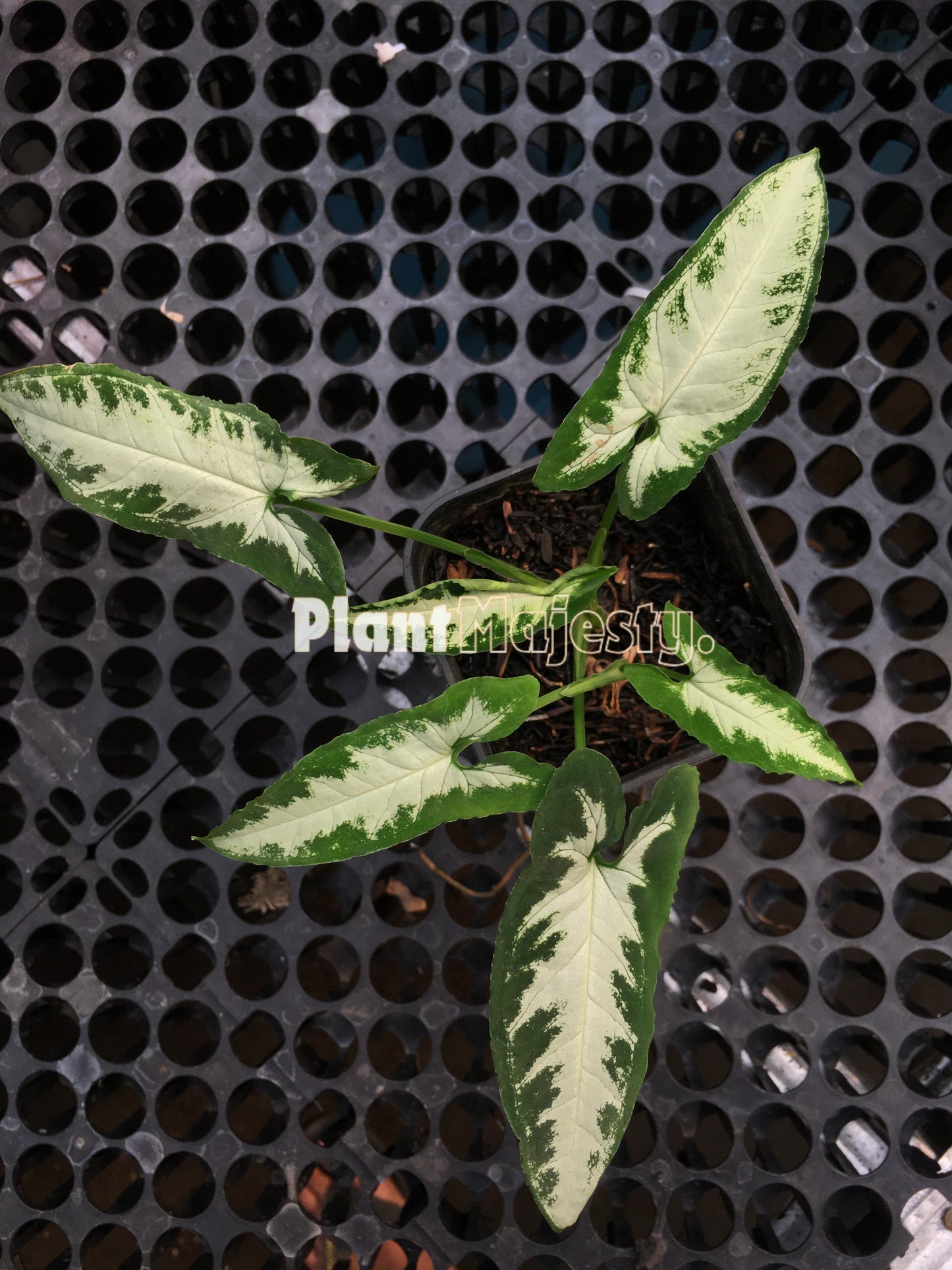 Syngonium Goosefoot a,k,a Green Velvet