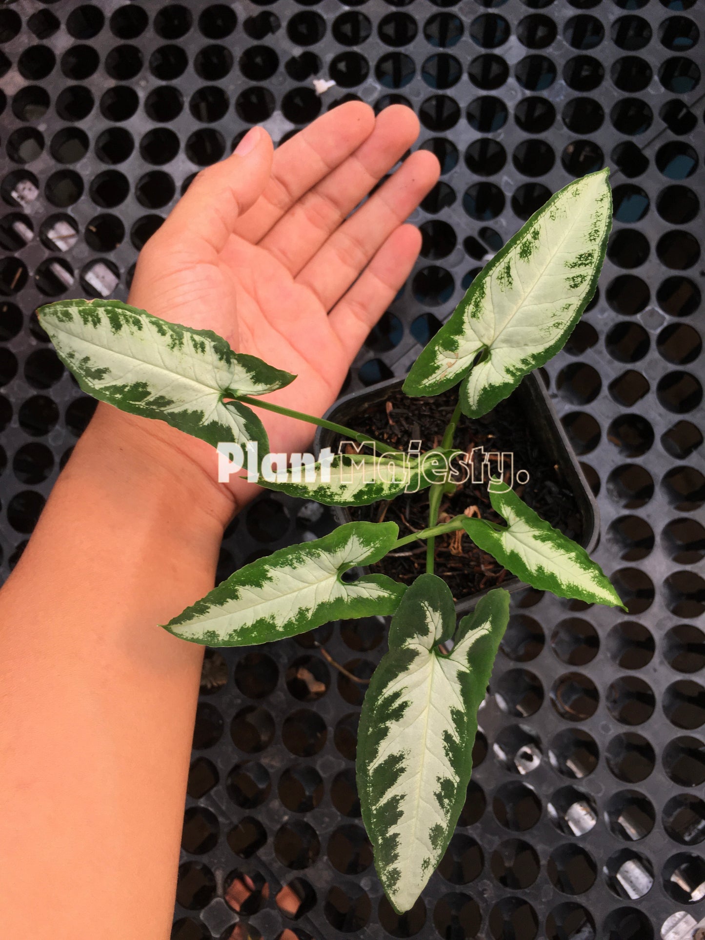 Syngonium Goosefoot a,k,a Green Velvet