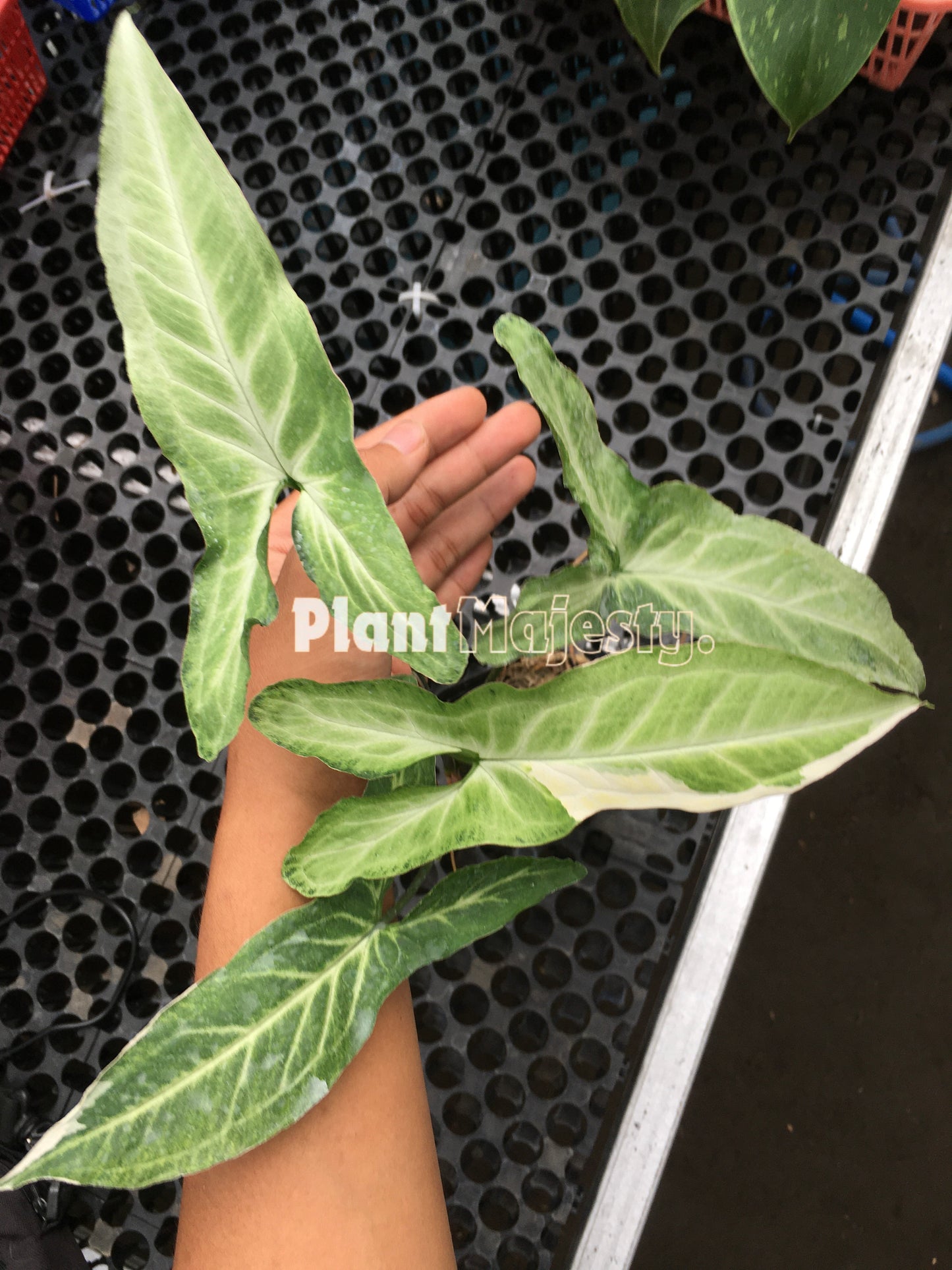Syngonium Frizzly Variegated