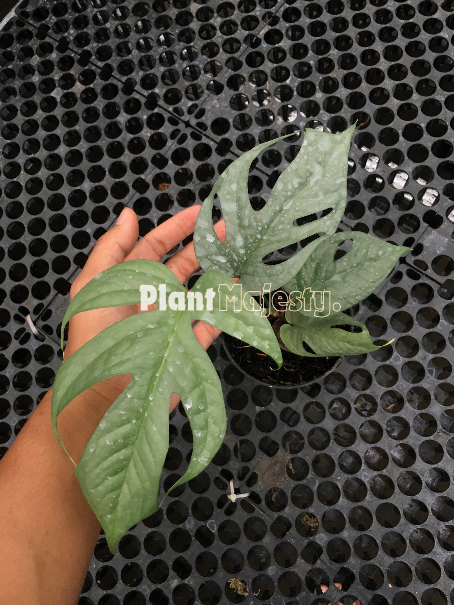 Amydrium Silver Fenestrate Leaves, live Amydrium Silver Fenestrate Leaves, live Amydrium Silver Fenestrate Leaves plants, rare Amydrium Silver Fenestrate Leaves, rare Amydrium Silver Fenestrate Leaves live plants, tropical Amydrium Silver Fenestrate Leaves live plants, wholesale Amydrium Silver Fenestrate Leaves, outdoor plant, indoor plants, winter plants, summer plants, spring plants, houseplants, rare Amydrium Silver Fenestrate Leaves live plants, live Amydrium Silver Fenestrate Leavesrare plants